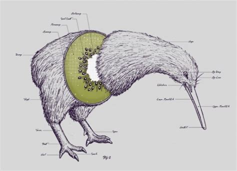 Kiwi Bird Egg Size Comparison