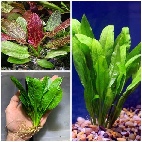 Echinodorus Sword Plant Pack Amazon Sword Red Flame Rosette Hong Kong ...