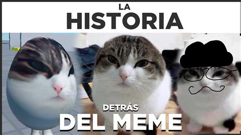 Wawa Cat | La Historia Detrás del Meme - YouTube Music