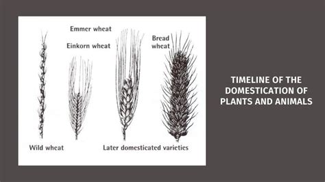 Timeline of The Domestication of Plants and Animals - History in Charts