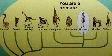 Hominids Evolution Timeline