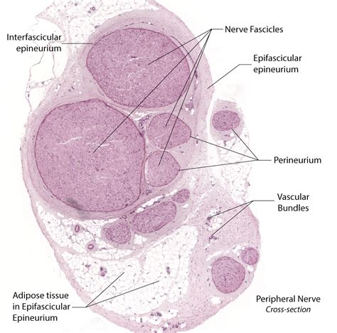 Peripheral Nerve Histology Labeled