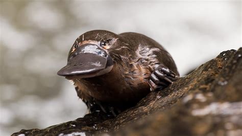 Platypus milk aids fight against antibiotic resistance, report says ...