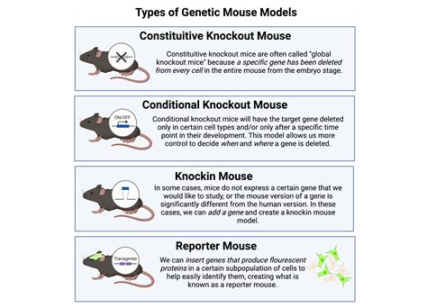 Science Simplified: What Are Genetic Mouse Models and How Can They Help ...