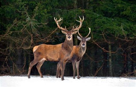 Celtic Animals and Their Cultural, Symbolic Meanings