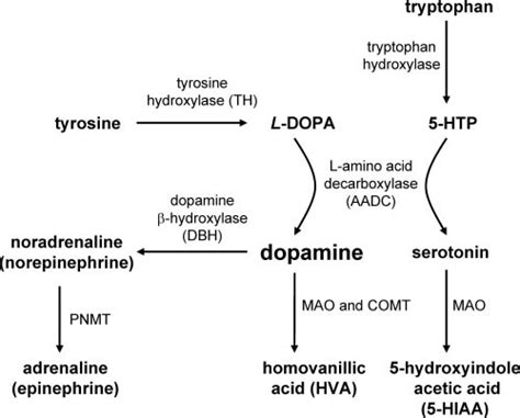 Pathways for synthesis of dopamine, noradrenaline, adrenaline, and ...