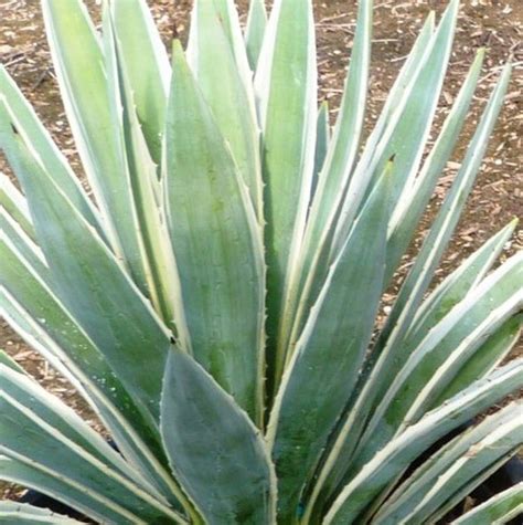 Variegated Caribbean Agave | Star Nursery Garden and Rock Centers