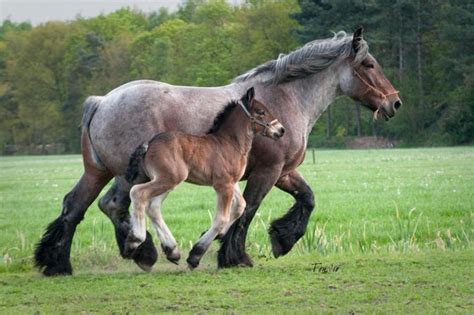 Belgian Draft Horse Info, Origin, History, Pictures | Horse Breeds ...