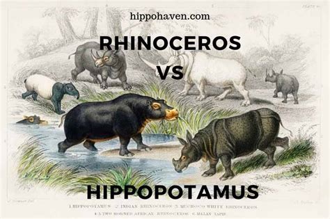 Hippo Vs Rhino Vs Elephant