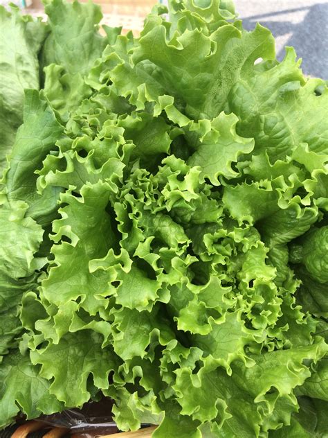 Learn Your Lettuces: An Overview of Organic Lettuce Types Grown by ...