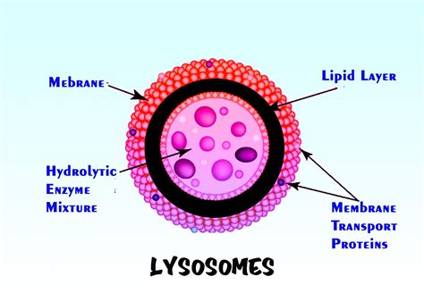 Lysosomes are practically present in all cells except-(A) WBC(B) RBC(C ...