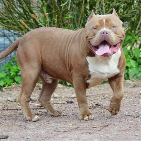 37 Cute American Bully Xxl For Sale Picture HD - Bleumoonproductions