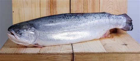 Scottish Wild Salmon | Local Salmon From Scotland, United Kingdom