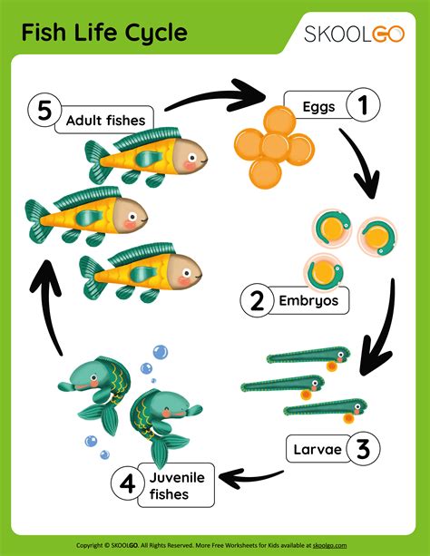 Fish Life Cycle - Free Worksheet - SKOOLGO