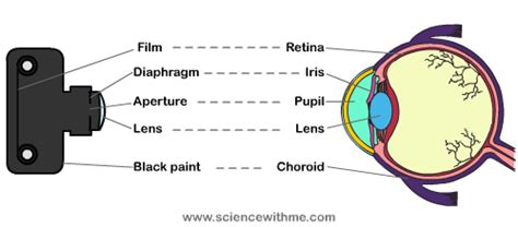 Science With Me - Learn about the Human Eye