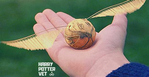 Harry Potter Vet - Blog - Harry Potter Vet