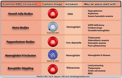 Common RBC Inclusions Diagram | Medical Laboratories