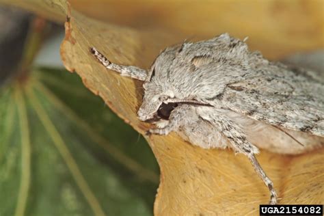 American dagger moth (Acronicta americana)