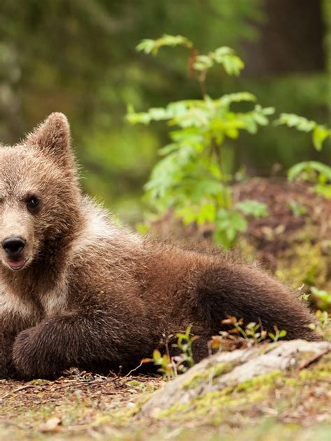 Cute Baby Brown Bears