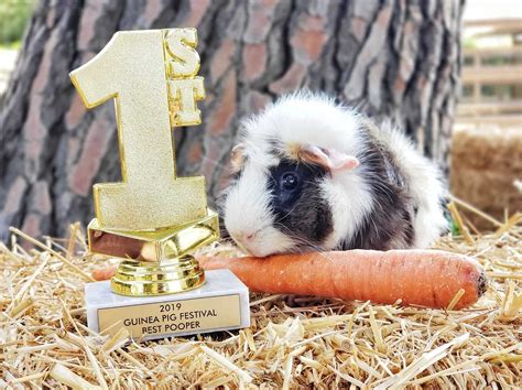 Los Angeles Guinea Pig Rescue | Attractions in Chatsworth, Los Angeles