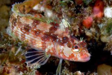 Island Kelpfish Information and Picture | Sea Animals