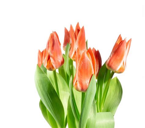 Bouquet of Red Tulip Flowers Stock Image - Image of bunch, decoration ...