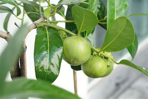 How to Grow Black Sapote