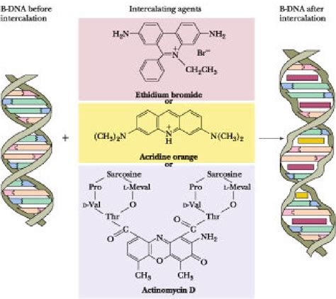 [PDF] SPECTRAL PROPERTIES OF ACRIDINE ORANGE BOUND TO DNA / RNA ...