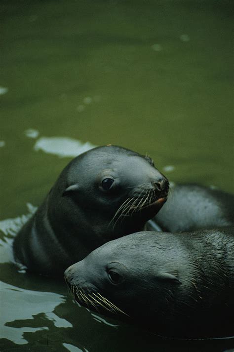 Steller Sea Lion Pups Eumetopias Photograph by Joel Sartore