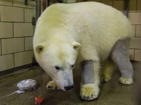 Polar bears have black skin and clear, hollow fur. Their clear fur ...