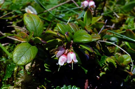 Vaccinium vitis-idaea (Ericaceae) image 87635 at PhytoImages.siu.edu