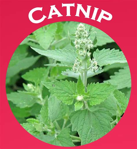 Catnip Seeds by MoonCal