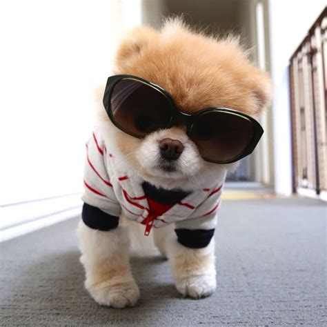 Boo dog wearing sunglasses & shirt | Dogs Boo & Buddy Pomeranians ...