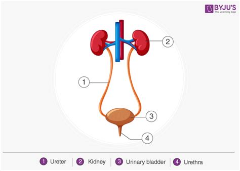 HUMAN EXCRETORY SYSTEM