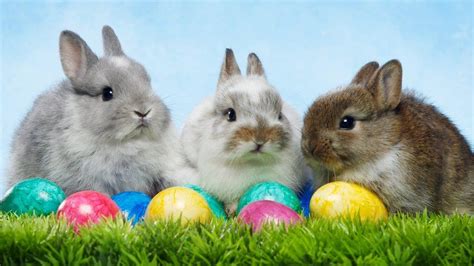 Why do we have Easter eggs and the Easter bunny? - BBC Newsround