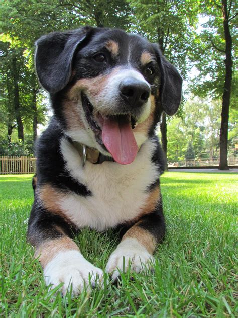 An Entlebucher mountain dog named Kane | Entlebucher mountain dog ...