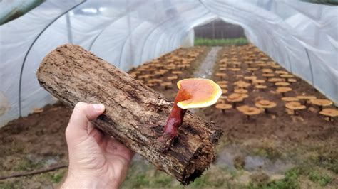 Single Use Plastics in Mushroom Cultivation - Nuvedo®