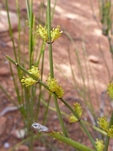 Mormon Tea, Ephedra Viridis