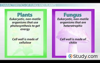 The Evolution of Plants and Fungi: Characteristics & Evolutionary ...