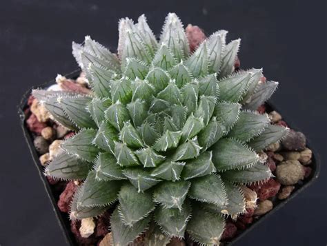 How To Care For Haworthia cooperi – The Green Experiment Company