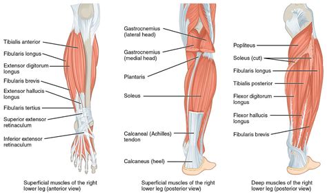 Deep Posterior Lower Leg Muscles