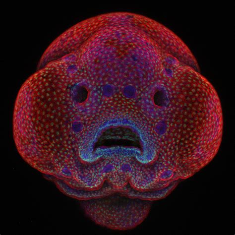 Nikon Small World 2016: Zebrafish embryo's face wins microscope photo ...