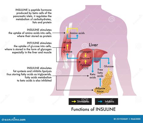 Functions of insulin stock vector. Illustration of health - 251934681