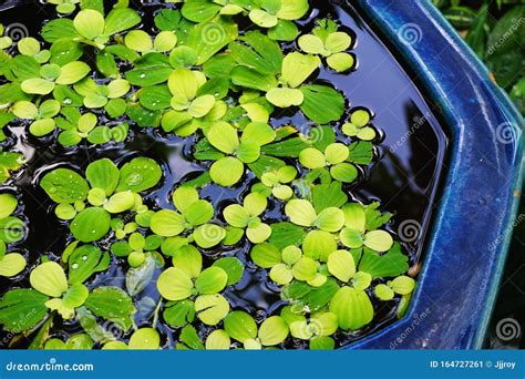 Water Hyacinths in Yellow and Green Float in a Blue Glazed Ceramic ...