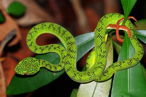 Schultz’s Pit Viper - A spectacular venomous snake endemic to Palawan