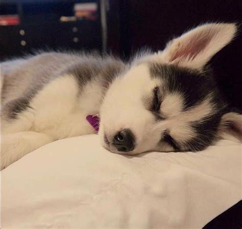 Husky puppy sleeping peacefully! #huskypuppy | Cute husky puppies ...