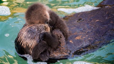 Newborn Sea Otter Pup Bonds With Mother in Adorable Photos - ABC News