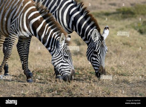 Zebra, Lake Nakuru, Kenya Stock Photo - Alamy