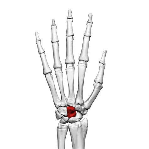 Relationship between the Center of the Scapula and the Center of the ...