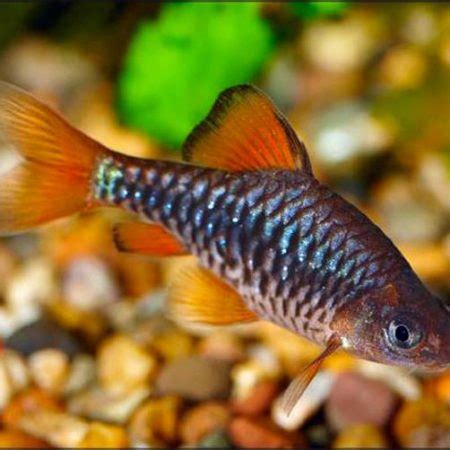 Red Tail Tinfoil Barb Large Size Tropical Fish | Arizona Aquatic Gardens